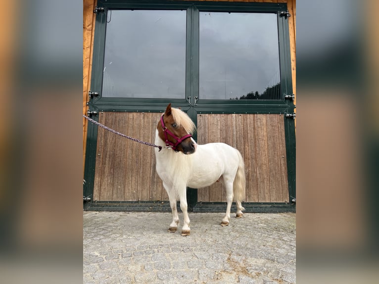 Mini poney Shetland Hongre 4 Ans 90 cm Pinto in Kirchdorf an der Krems