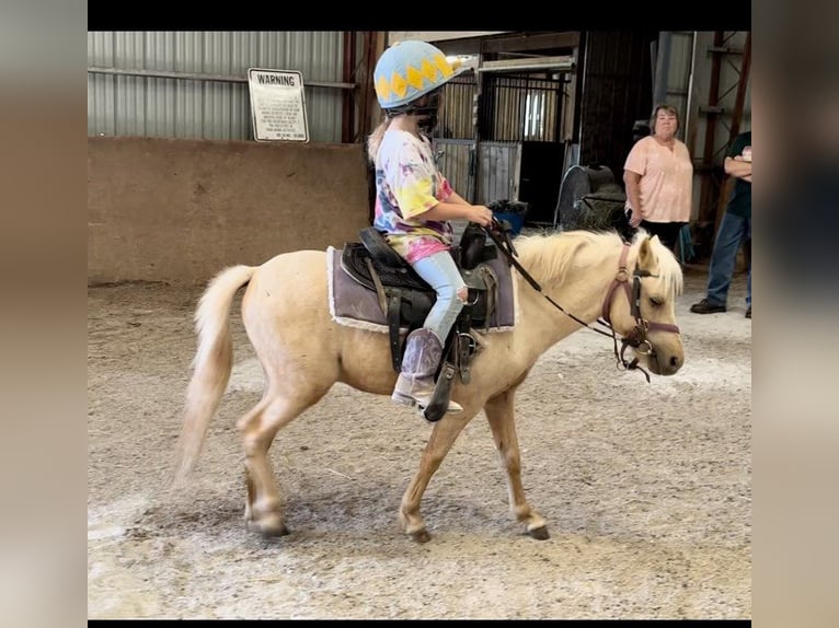 Mini poney Shetland Hongre 4 Ans 94 cm Palomino in Paris KY