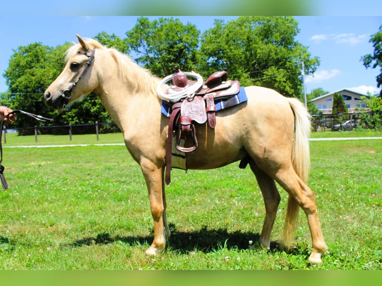 Mini poney Shetland Hongre 4 Ans 94 cm Palomino in Paris KY