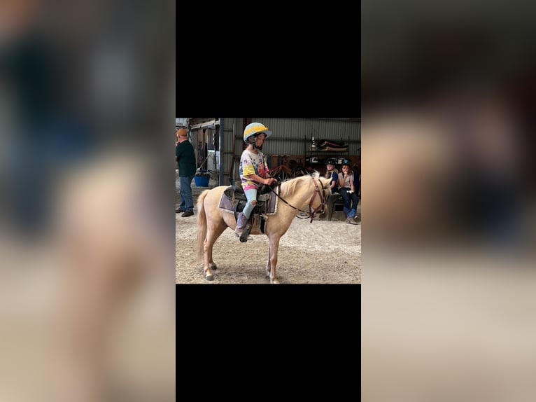 Mini poney Shetland Hongre 4 Ans 94 cm Palomino in Paris KY