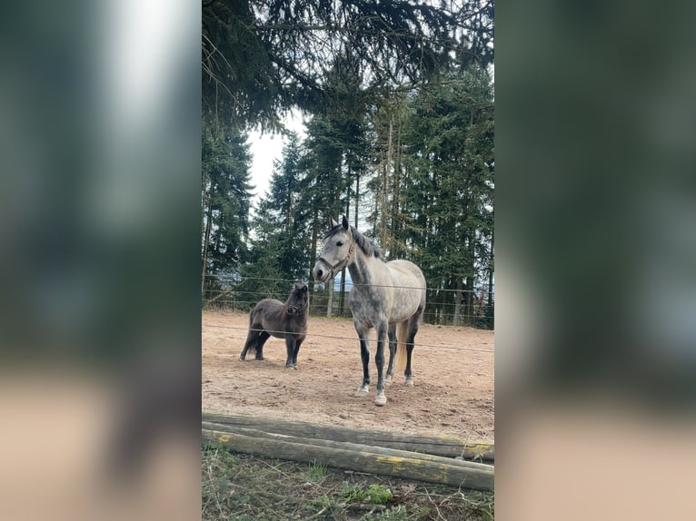 Mini poney Shetland Hongre 5 Ans 83 cm Noir in Schutterwald