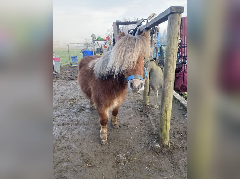 Mini poney Shetland Hongre 5 Ans 88 cm Alezan in KoblenzKoblenz