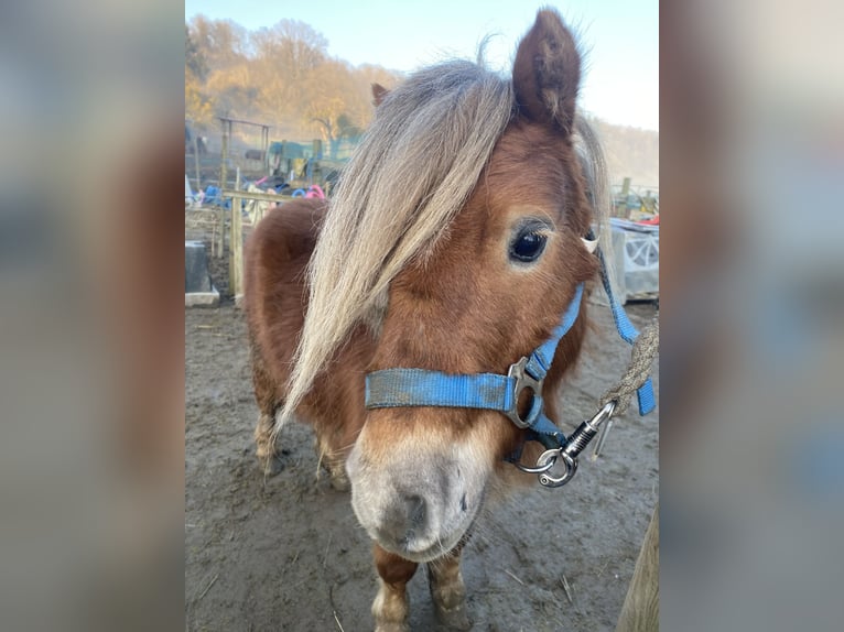 Mini poney Shetland Hongre 5 Ans 88 cm Alezan in KoblenzKoblenz