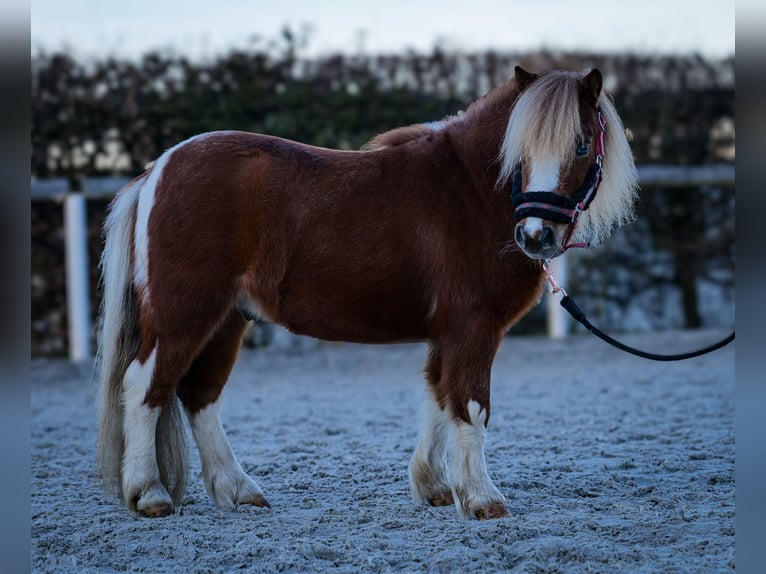 Mini poney Shetland Hongre 5 Ans 90 cm Pinto in Neustadt (Wied)