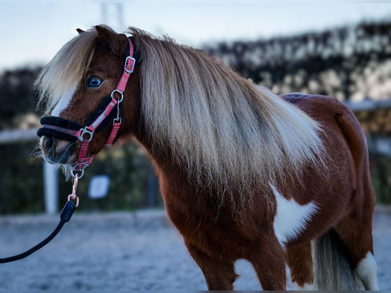 Mini poney Shetland Hongre 5 Ans 90 cm Pinto in Neustadt (Wied)