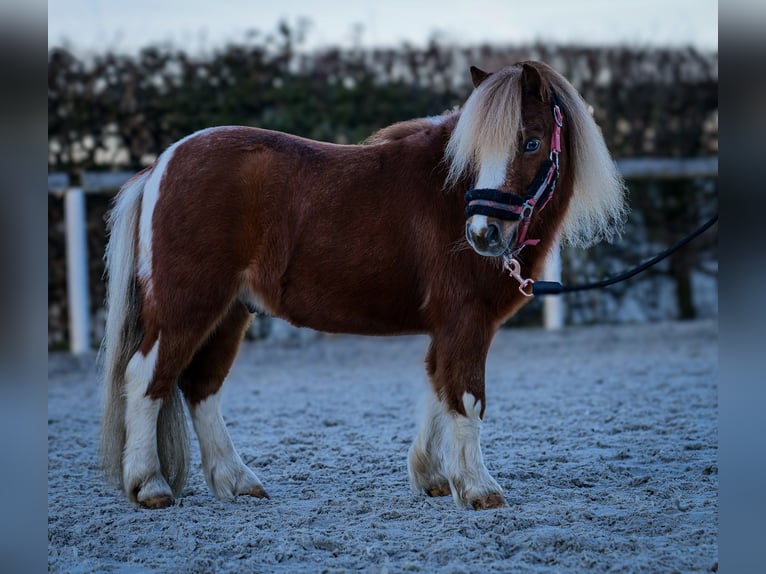 Mini poney Shetland Hongre 5 Ans 90 cm Pinto in Neustadt (Wied)