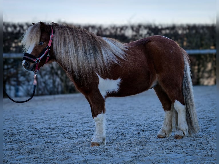 Mini poney Shetland Hongre 5 Ans 90 cm Pinto in Neustadt (Wied)