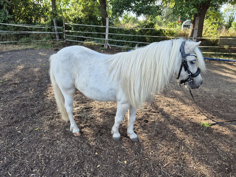 Mini poney Shetland Hongre 5 Ans 96 cm Palomino in Sehnde