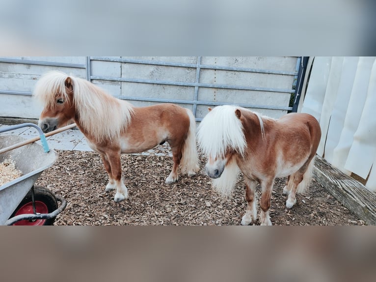 Mini poney Shetland Hongre 6 Ans 85 cm Bai clair in Eschen