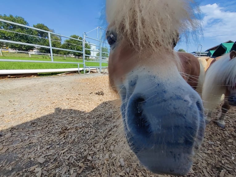 Mini poney Shetland Hongre 6 Ans 85 cm Bai clair in Eschen