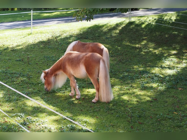 Mini poney Shetland Hongre 6 Ans 85 cm Bai clair in Feldkirch