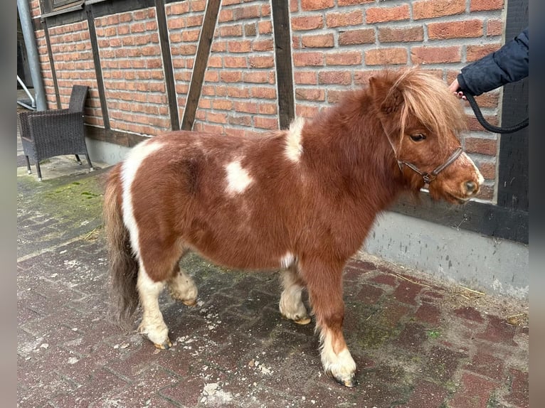 Mini poney Shetland Hongre 6 Ans 90 cm Pinto in Heidesheim am Rhein