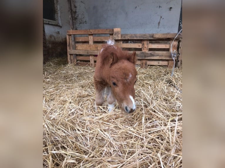 Mini poney Shetland Hongre 6 Ans 90 cm Pinto in Heidesheim am Rhein