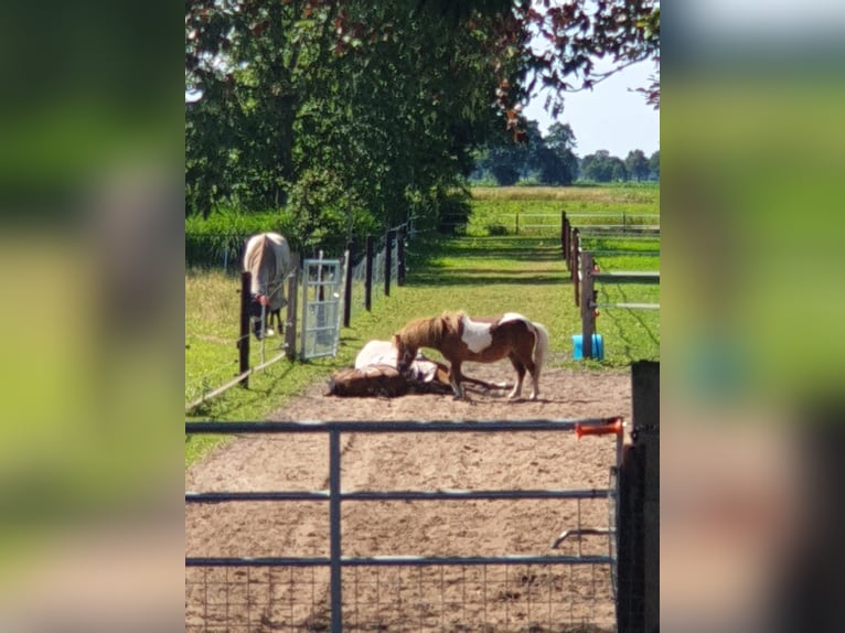 Mini poney Shetland Hongre 6 Ans in JALON