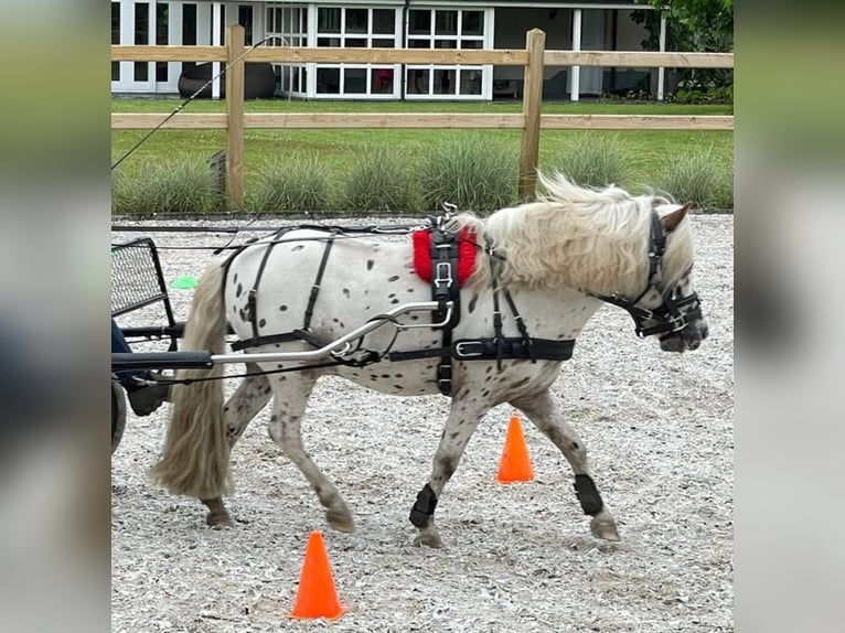 Mini poney Shetland Hongre 7 Ans 95 cm Léopard in Neustadt (Wied)