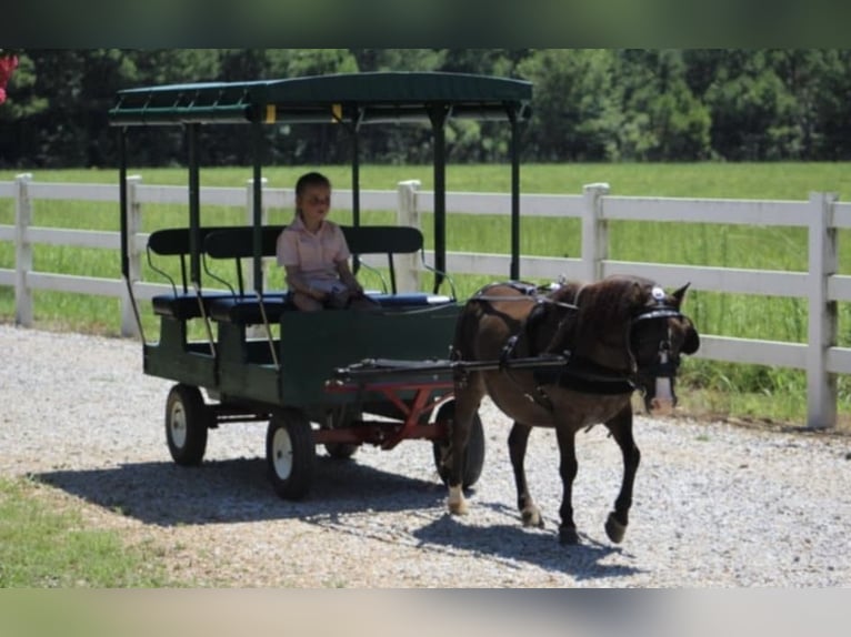 Mini poney Shetland Hongre 8 Ans 99 cm Grullo in Roseland