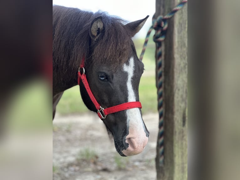 Mini poney Shetland Hongre 8 Ans 99 cm Grullo in Roseland