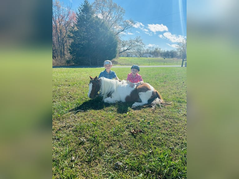 Mini poney Shetland Hongre 9 Ans 132 cm Alezan cuivré in COLUMBIA, KY