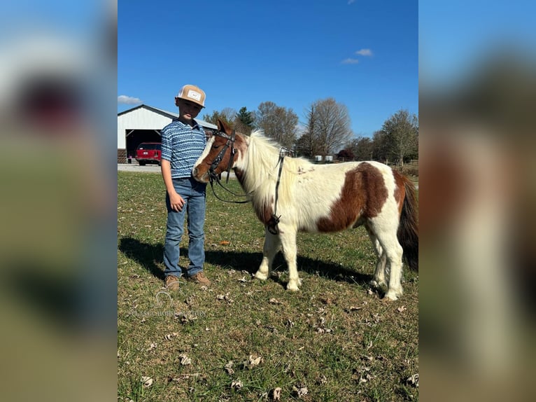 Mini poney Shetland Hongre 9 Ans 132 cm Alezan cuivré in COLUMBIA, KY