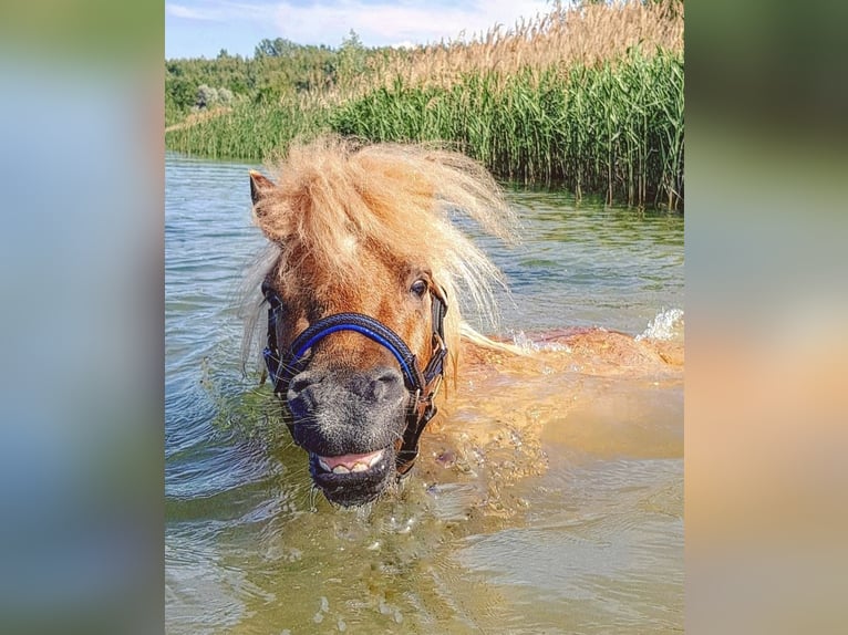 Mini poney Shetland Hongre 9 Ans 84 cm Isabelle in Mücheln (Geiseltal)