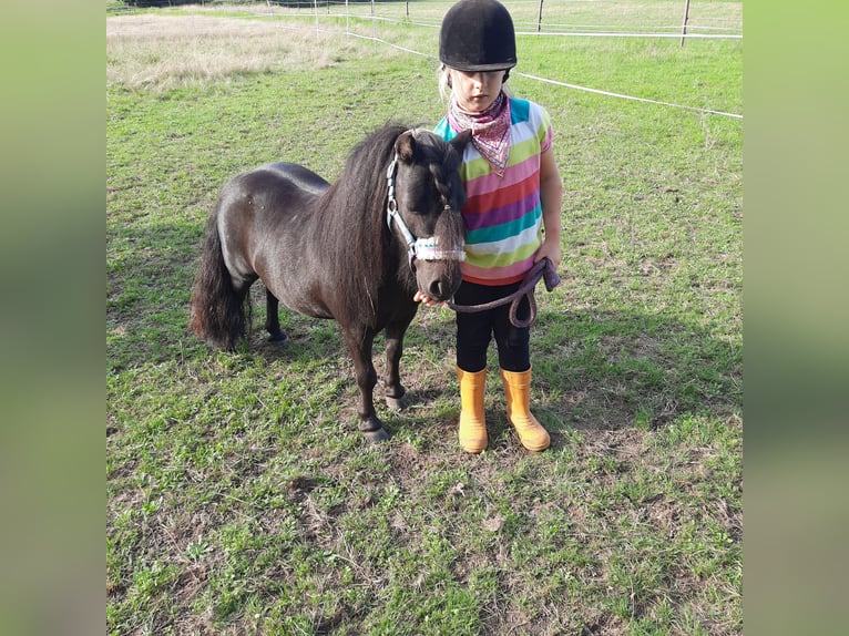 Mini poney Shetland Hongre 9 Ans 85 cm Noir in Nienburg (Weser) Holtorf