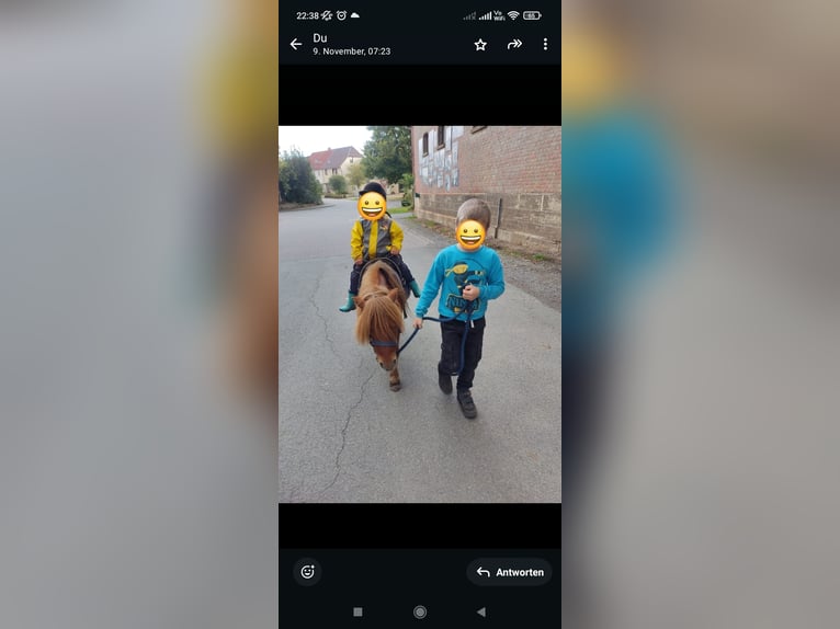 Mini poney Shetland Hongre 9 Ans 92 cm Alezan in Bad Gandersheim