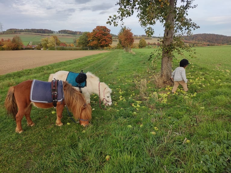 Mini poney Shetland Hongre 9 Ans 92 cm Alezan in Bad Gandersheim