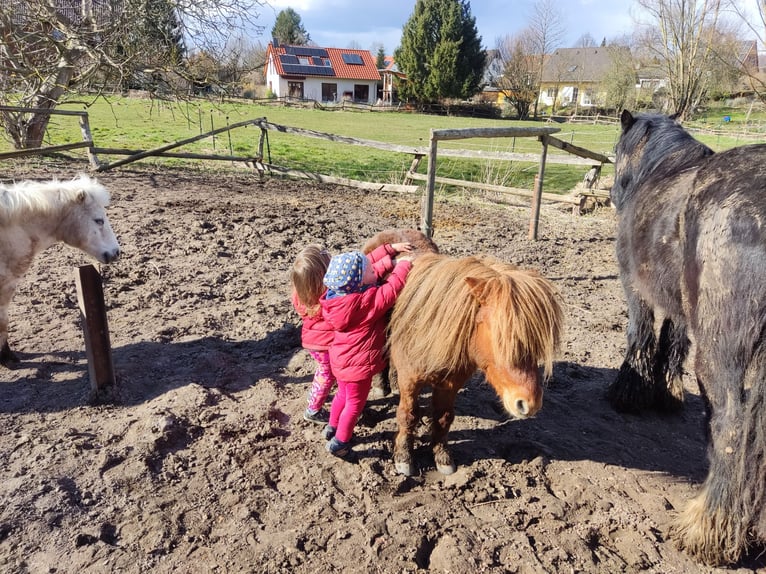 Mini poney Shetland Hongre 9 Ans 92 cm Alezan in Bad Gandersheim