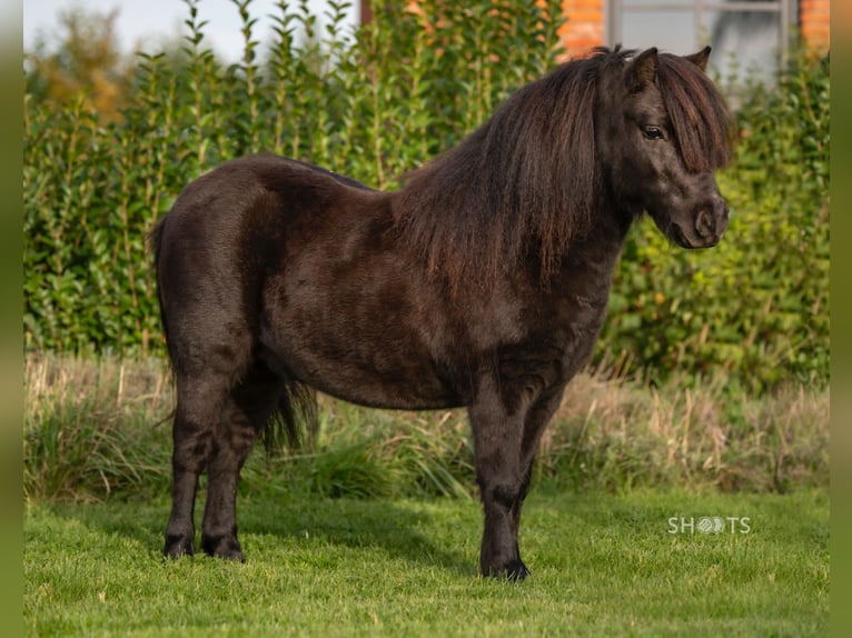 Mini poney Shetland Hongre 9 Ans 95 cm in Gallzein