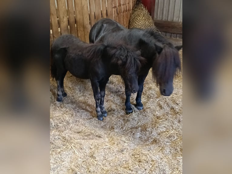 Mini poney Shetland Jument 10 Ans 85 cm Noir in Rheinberg