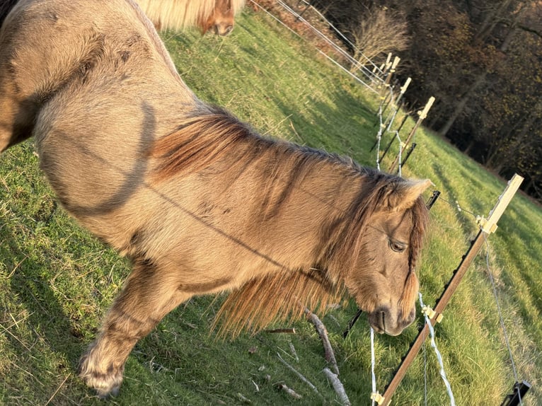 Mini poney Shetland Jument 10 Ans 86 cm Champagne in Kronach