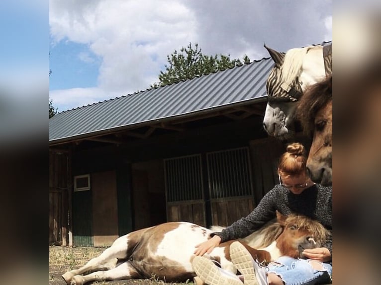 Mini poney Shetland Jument 10 Ans 87 cm Pinto in Altenkirchen