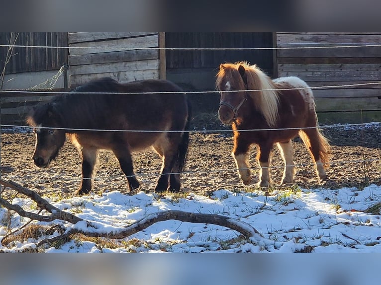 Mini poney Shetland Jument 10 Ans 90 cm Bai in Maasen