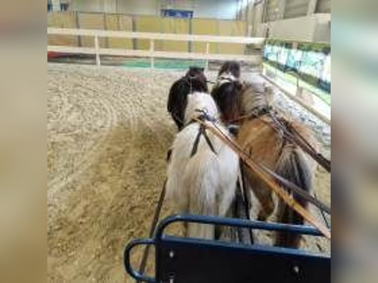 Mini poney Shetland Jument 11 Ans 80 cm Gris in Reppichau