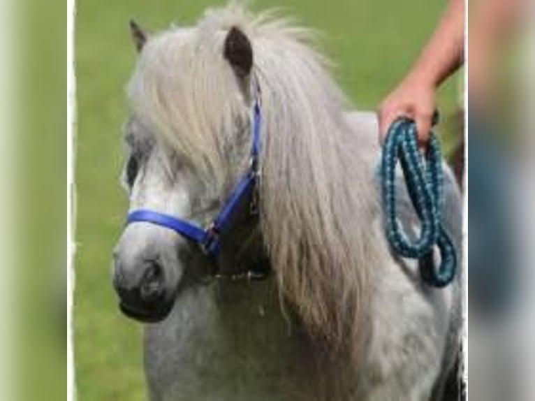 Mini poney Shetland Jument 11 Ans 80 cm Gris in Reppichau