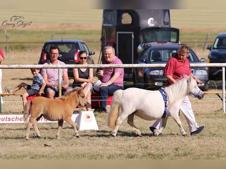 Mini poney Shetland Jument 11 Ans 80 cm Gris in Reppichau