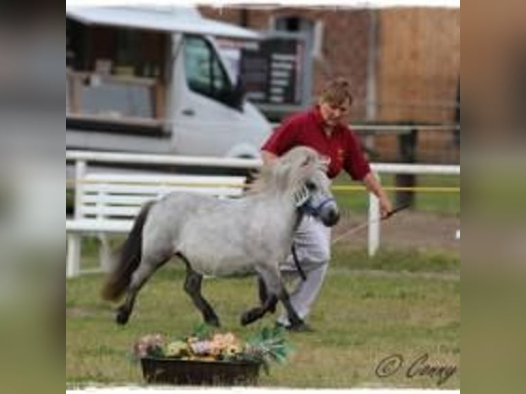Mini poney Shetland Jument 11 Ans 80 cm Gris in Reppichau