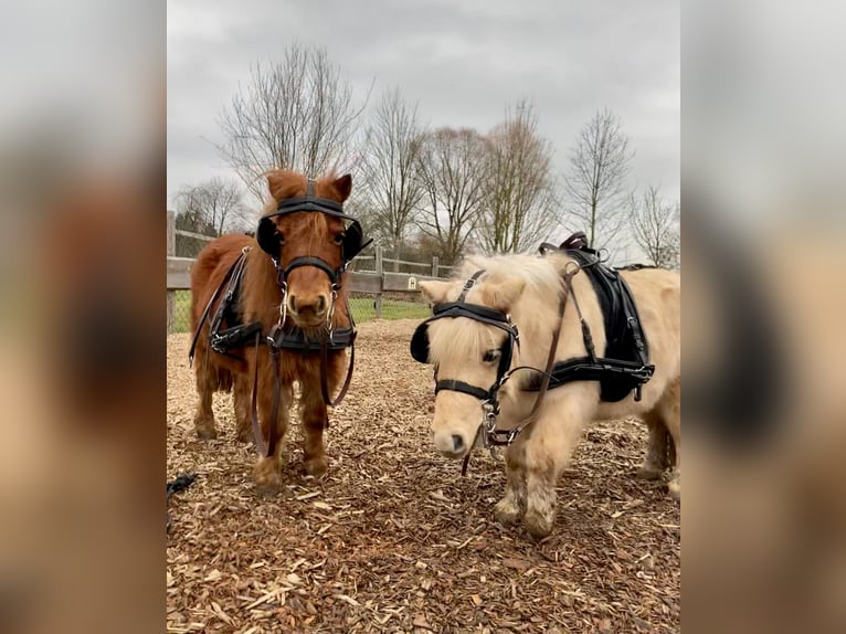 Mini poney Shetland Jument 11 Ans 82 cm Alezan in Schorndorf