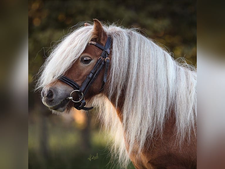 Mini poney Shetland Jument 11 Ans 82 cm Alezan in Nossen