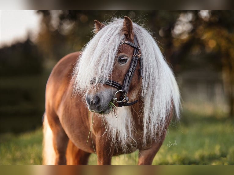 Mini poney Shetland Jument 11 Ans 82 cm Alezan in Nossen