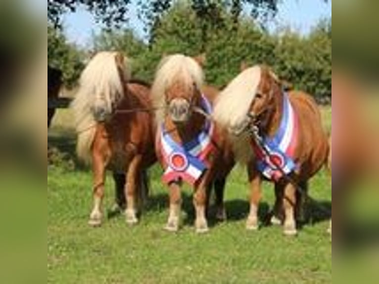 Mini poney Shetland Jument 11 Ans 82 cm Alezan in Nossen