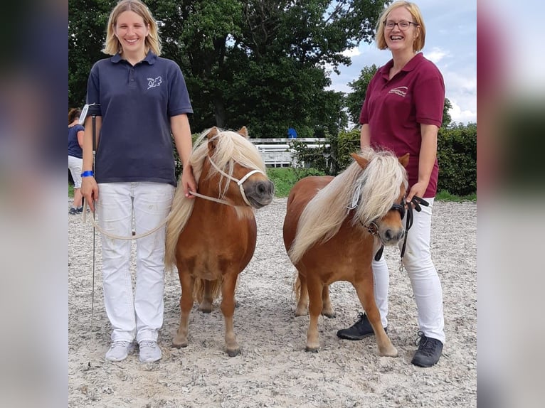 Mini poney Shetland Jument 11 Ans 82 cm Alezan in Nossen