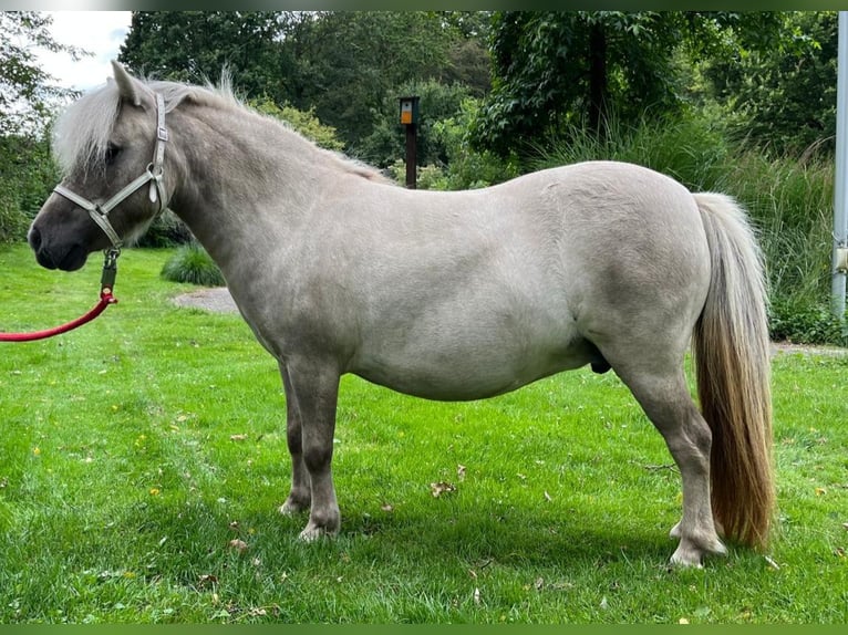 Mini poney Shetland Jument 11 Ans 82 cm in Wildeshausen