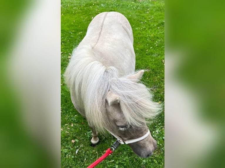 Mini poney Shetland Jument 11 Ans 82 cm in Wildeshausen