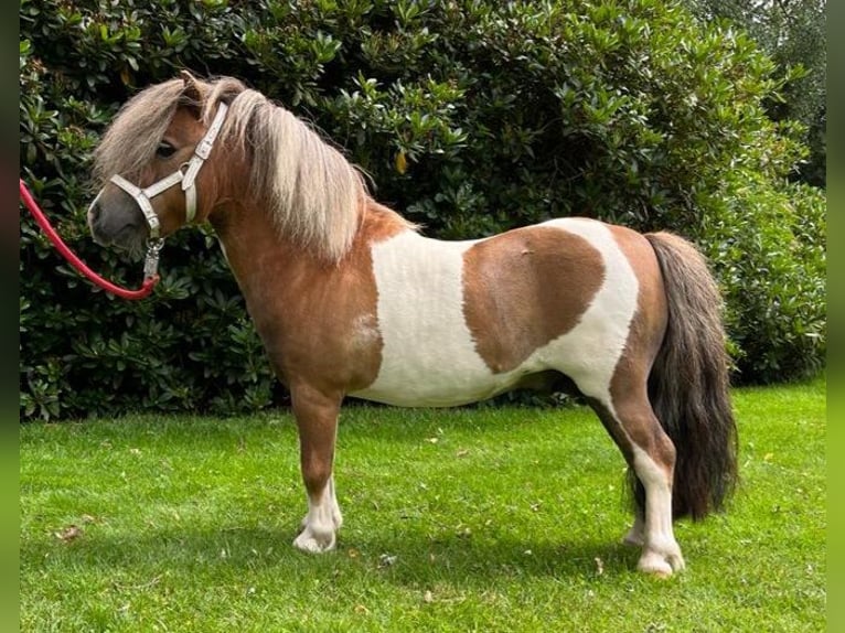 Mini poney Shetland Jument 11 Ans 82 cm in Wildeshausen