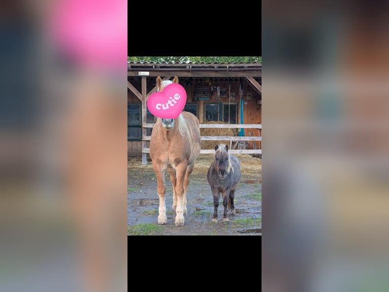 Mini poney Shetland Croisé Jument 11 Ans 82 cm Roan-Bay in Alsbach-H&#xE4;hnlein