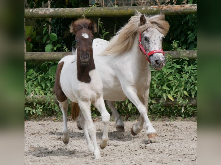 Mini poney Shetland Jument 11 Ans 85 cm in Dorsten