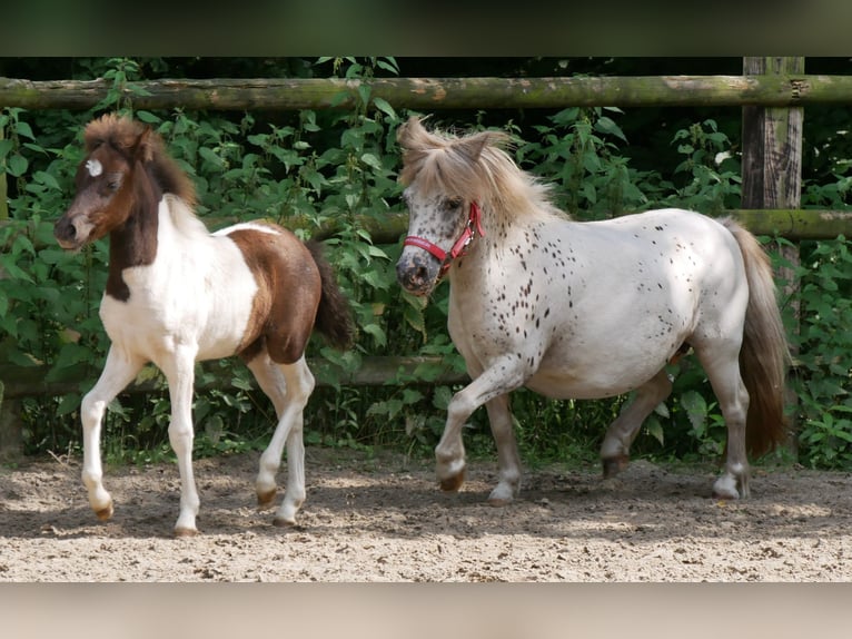 Mini poney Shetland Jument 11 Ans 85 cm in Dorsten