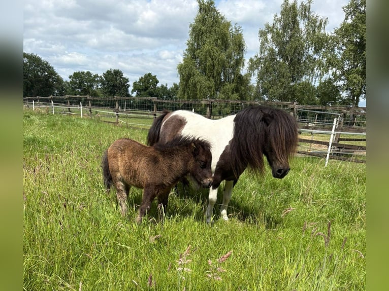 Mini poney Shetland Jument 11 Ans 86 cm Pinto in Gro&#xDF;enkneten