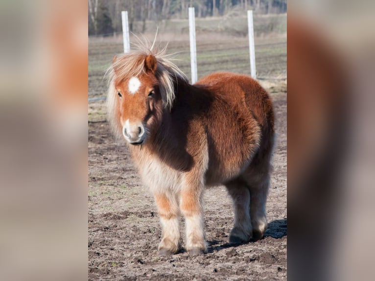 Mini poney Shetland Jument 12 Ans 105 cm Alezan in Garbsen